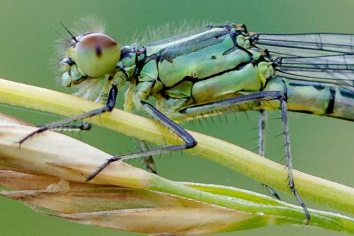 Erythromma viridulum